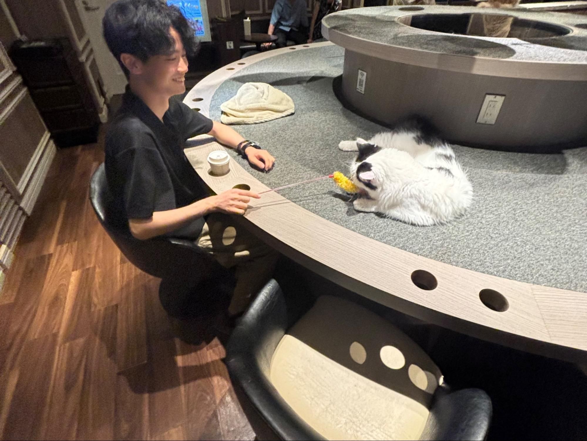 企画打ち上げの猫カフェ